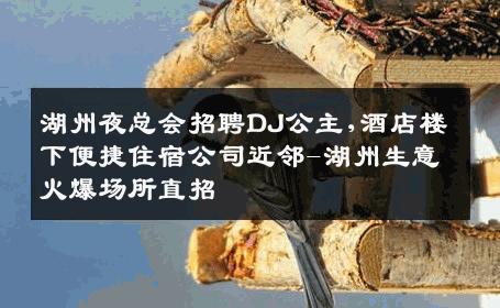湖州夜总会招聘DJ公主,酒店楼下便捷住宿公司近邻-湖州生意火爆场所直招