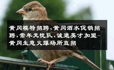 黄冈模特招聘,黄冈酒水促销招聘,常年无忧队,诚邀英才加盟-黄冈生意火爆场所直招