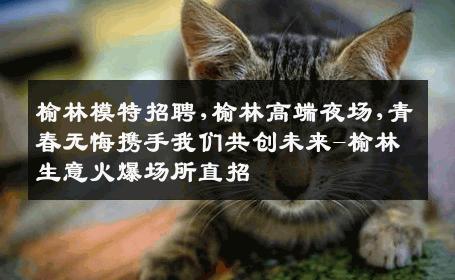 榆林模特招聘,榆林高端夜场,青春无悔携手我们共创未来-榆林生意火爆场所直招