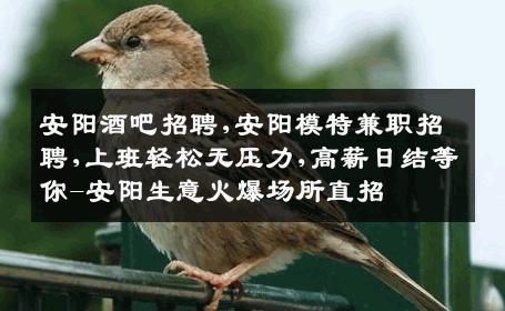 安阳酒吧招聘,安阳模特兼职招聘,上班轻松无压力,高薪日结等你-安阳生意火爆场所直招