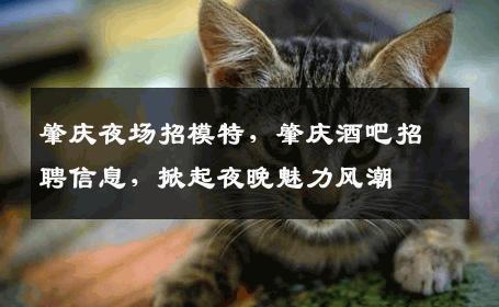 肇庆夜场招模特，肇庆酒吧招聘信息，掀起夜晚魅力风潮