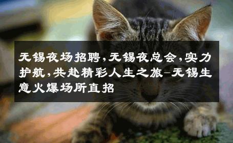 无锡夜场招聘,无锡夜总会,实力护航,共赴精彩人生之旅-无锡生意火爆场所直招