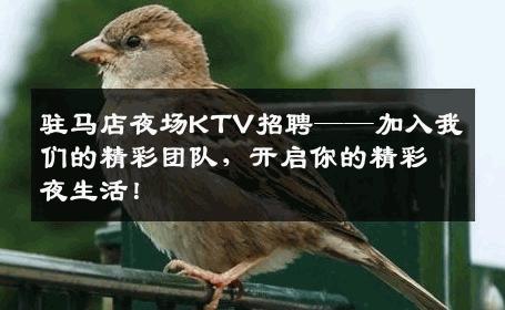 驻马店夜场KTV招聘——加入我们的精彩团队，开启你的精彩夜生活！