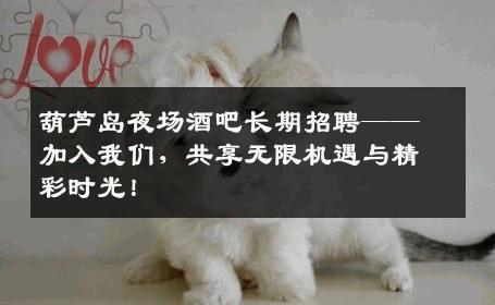 葫芦岛夜场酒吧长期招聘——加入我们，共享无限机遇与精彩时光！