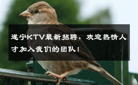 遂宁KTV最新招聘，欢迎热情人才加入我们的团队！