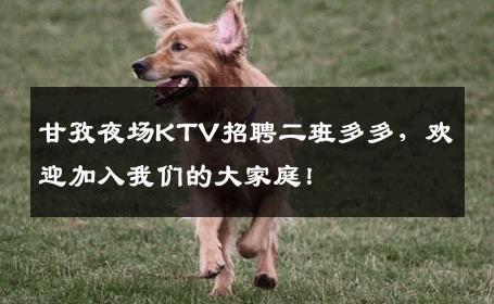 甘孜夜场KTV招聘二班多多，欢迎加入我们的大家庭！