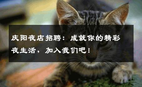 庆阳夜店招聘：成就你的精彩夜生活，加入我们吧！