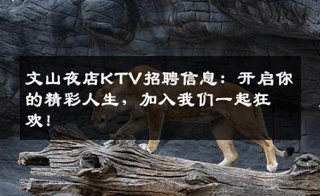 文山夜店KTV招聘信息：开启你的精彩人生，加入我们一起狂欢！
