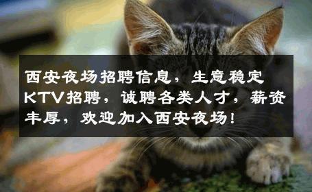 西安夜场招聘信息，生意稳定KTV招聘，诚聘各类人才，薪资丰厚，欢迎加入西安夜场！