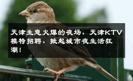 天津生意火爆的夜场，天津KTV模特招聘，掀起城市夜生活狂潮！