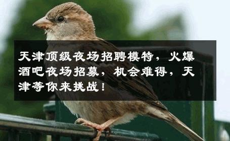 天津顶级夜场招聘模特，火爆酒吧夜场招募，机会难得，天津等你来挑战！
