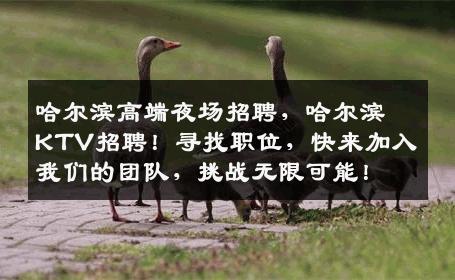 哈尔滨高端夜场招聘，哈尔滨KTV招聘！寻找职位，快来加入我们的团队，挑战无限可能！