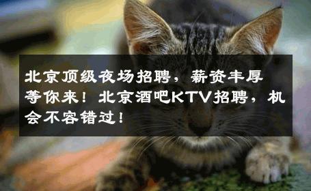 北京顶级夜场招聘，薪资丰厚等你来！北京酒吧KTV招聘，机会不容错过！