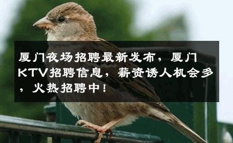 厦门夜场招聘最新发布，厦门KTV招聘信息，薪资诱人机会多，火热招聘中！