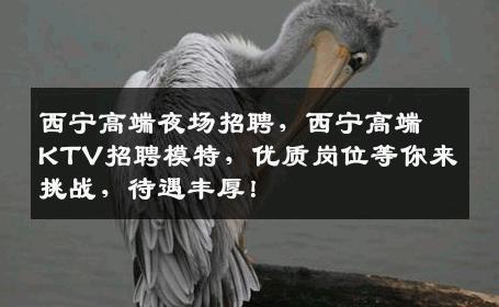 西宁高端夜场招聘，西宁高端KTV招聘模特，优质岗位等你来挑战，待遇丰厚！