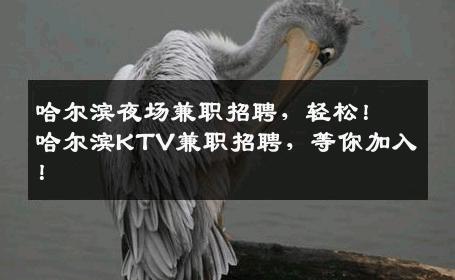 哈尔滨夜场兼职招聘，轻松！哈尔滨KTV兼职招聘，等你加入！