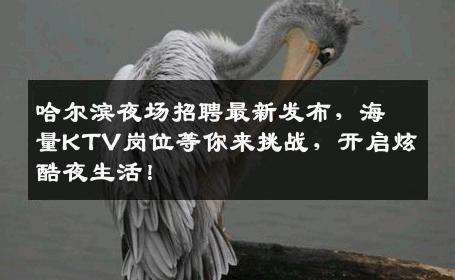哈尔滨夜场招聘最新发布，海量KTV岗位等你来挑战，开启炫酷夜生活！
