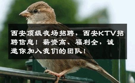西安顶级夜场招聘，西安KTV招聘信息！薪资高、福利全，诚邀你加入我们的团队！