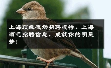 上海顶级夜场招聘模特，上海酒吧招聘信息，成就你的明星梦！