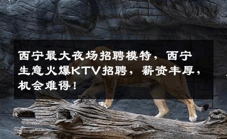 西宁最大夜场招聘模特，西宁生意火爆KTV招聘，薪资丰厚，机会难得！