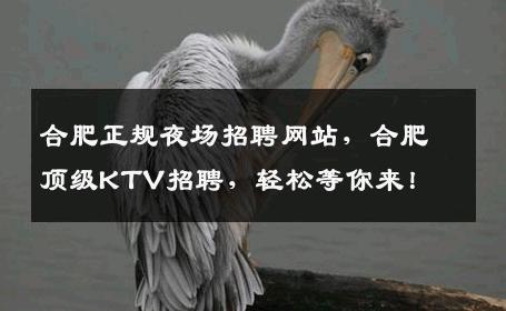 合肥正规夜场招聘网站，合肥顶级KTV招聘，轻松等你来！