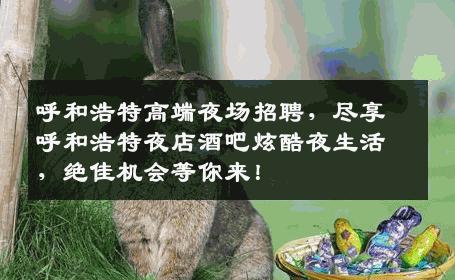 呼和浩特高端夜场招聘，尽享呼和浩特夜店酒吧炫酷夜生活，绝佳机会等你来！