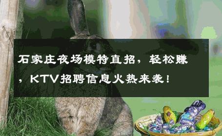 石家庄夜场模特直招，轻松赚，KTV招聘信息火热来袭！