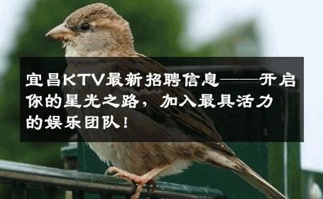 宜昌KTV最新招聘信息——开启你的星光之路，加入最具活力的娱乐团队！