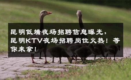 昆明低端夜场招聘信息曝光，昆明KTV夜场招聘岗位火热！等你来拿！