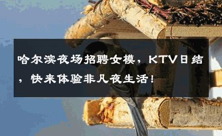 哈尔滨夜场招聘女模，KTV日结，快来体验非凡夜生活！