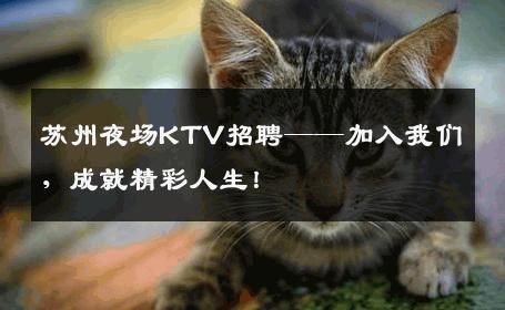 苏州夜场KTV招聘——加入我们，成就精彩人生！