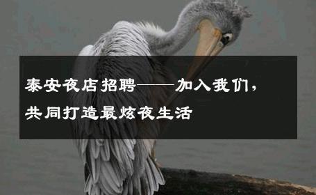 泰安夜店招聘——加入我们，共同打造最炫夜生活