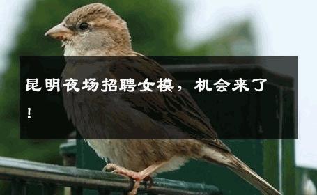 昆明夜场招聘女模，机会来了！
