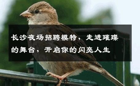 长沙夜场招聘模特，走进璀璨的舞台，开启你的闪亮人生