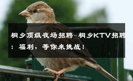 桐乡顶级夜场招聘-桐乡KTV招聘：福利，等你来挑战！