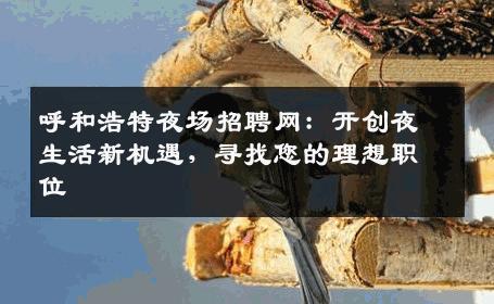 呼和浩特夜场招聘网：开创夜生活新机遇，寻找您的理想职位