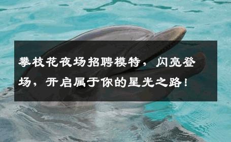 攀枝花夜场招聘模特，闪亮登场，开启属于你的星光之路！