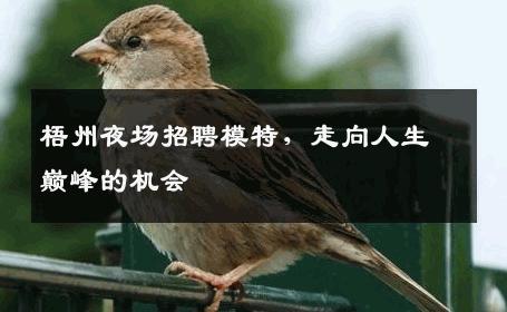 梧州夜场招聘模特，走向人生巅峰的机会
