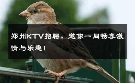 郑州KTV招聘，邀你一同畅享激情与乐趣！