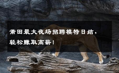 莆田最大夜场招聘模特日结，轻松赚取高薪！