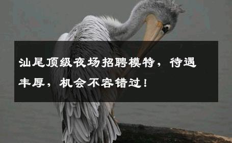 汕尾顶级夜场招聘模特，待遇丰厚，机会不容错过！