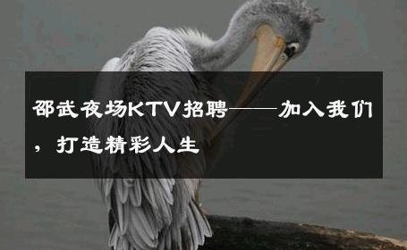 邵武夜场KTV招聘——加入我们，打造精彩人生