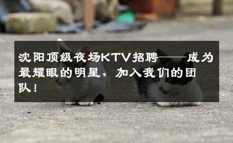 沈阳顶级夜场KTV招聘——成为最耀眼的明星，加入我们的团队！