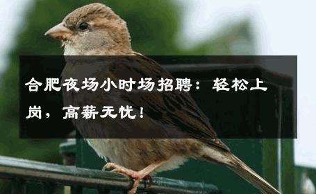 合肥夜场小时场招聘：轻松上岗，高薪无忧！