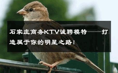 石家庄商务KTV诚聘模特——打造属于你的明星之路！