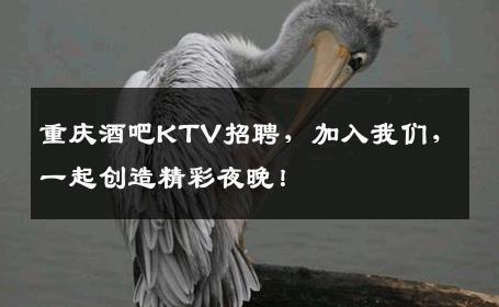 重庆酒吧KTV招聘，加入我们，一起创造精彩夜晚！