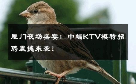 厦门夜场盛宴：中端KTV模特招聘震撼来袭！