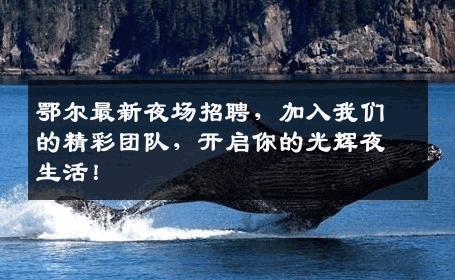 鄂尔最新夜场招聘，加入我们的精彩团队，开启你的光辉夜生活！