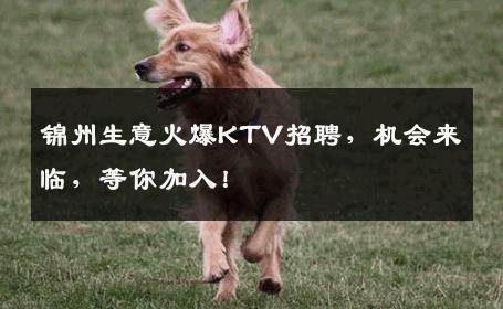 锦州生意火爆KTV招聘，机会来临，等你加入！
