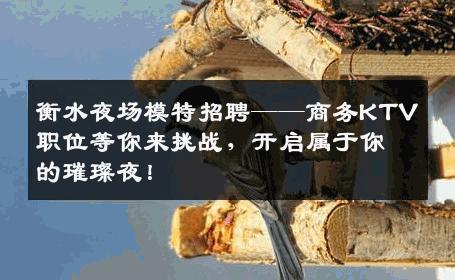 衡水夜场模特招聘——商务KTV职位等你来挑战，开启属于你的璀璨夜！